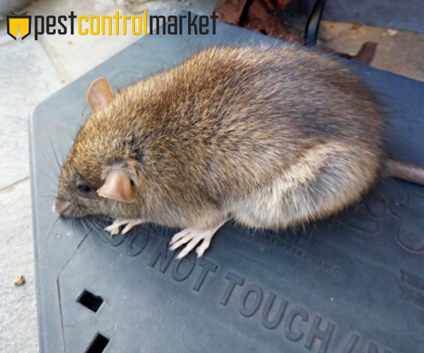ratto protecta lp contenitore per esche biocide
